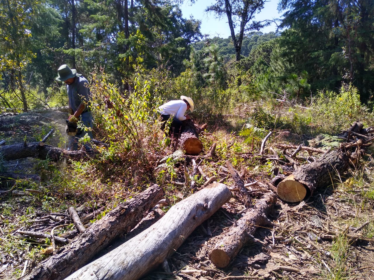 Restauraci N Y Fomento Forestal Comisi N Estatal De Parques Naturales